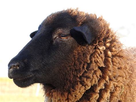 Best Brown Sheep Stock Photos Pictures And Royalty Free Images Istock