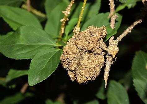 How To Identify Treat And Prevent Crown Gall
