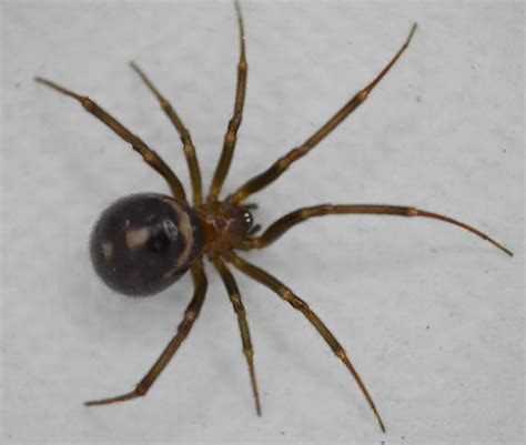 Spider Steatoda Grossa Bugguidenet