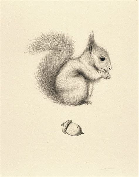 Animals are one of the most popular subjects for artists regardless of medium. Pin by Randy Staley on Baby K Part Deux | Squirrel art, Animal drawings, Squirrel tattoo