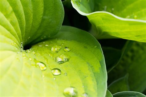 Plants Nature Leaves Water Drops Macro Wallpapers Hd Desktop And