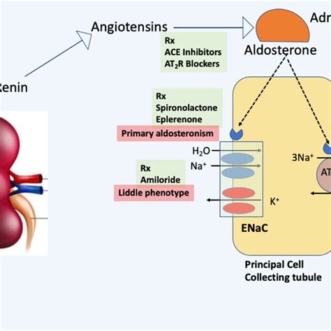 Reninangiotensinaldosterone Pathway With Therapeutic Targets For