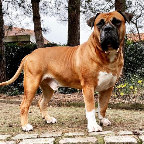 10 Most Dangerous Dogs In The World Pets Nigeria