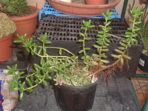 Sedum Rubrotinctum Cactus Y Suculentas De Amanecer