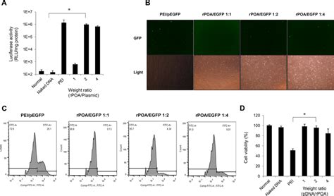 In Vitro Transfection Efficiency And Cytotoxicity Of Rpoa As A Gene