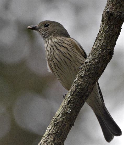 Female Rufous Whistler Birdforum