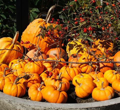 Pile Of Small Cute Pumpkins Stock Image Image Of Natural Growing