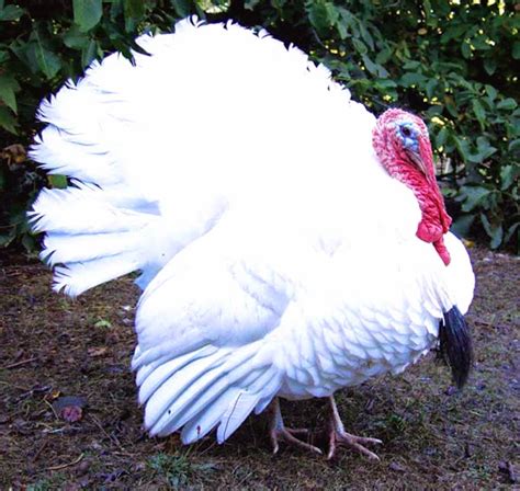 Domestic Turkey Naturerules1 Wiki Fandom