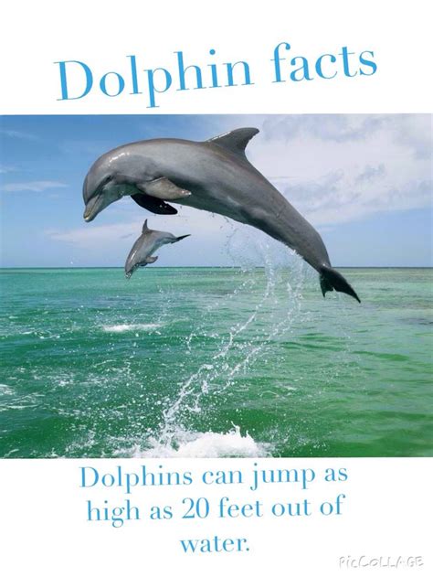 Dolphin Facts 3 Dolphins Sea Animals Animals Wild