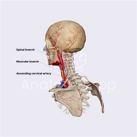 Ascending Cervical Artery Arteries Of The Head And Neck Head And