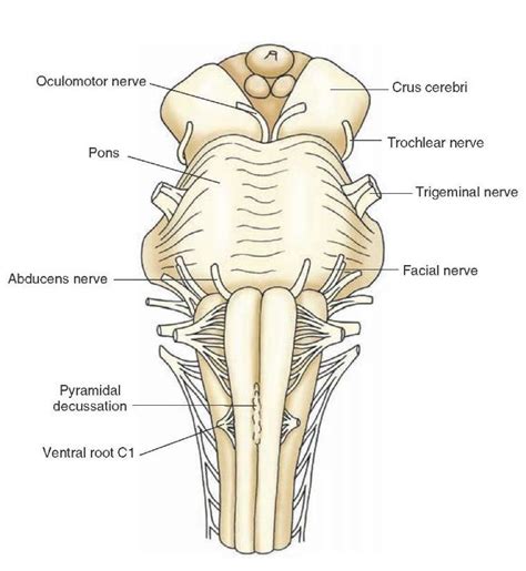 Ventral View Of The Brainstem Note The Positions Of The Cerebral