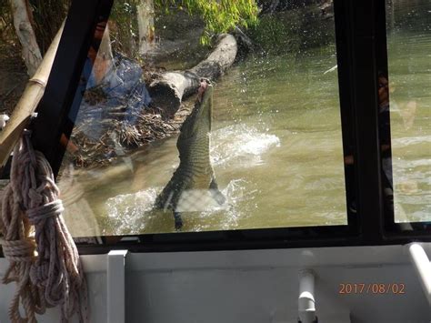 Hartleys Crocodile Adventures Day Trip From Cairns Palm Cove Hotel Vic