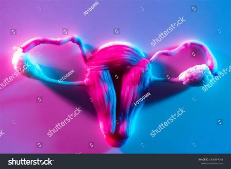 Uterus Female Reproductive System Female Reproductive Stock Photo