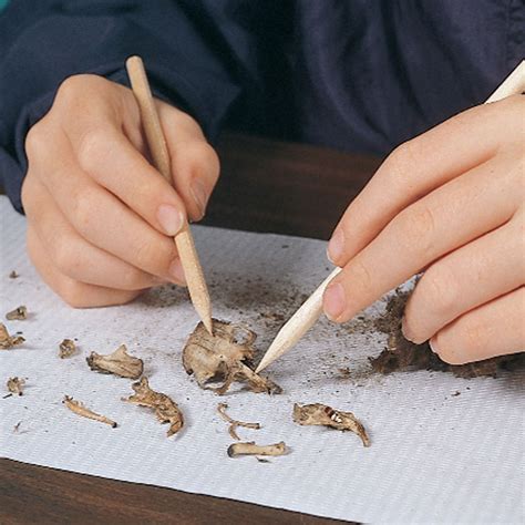 Owl Pellets In The Classroom Safety Guidelines Carolina Biological