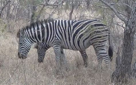 Egyptian Zoos Zebra Appears To Be A Painted Donkey The Times Of Israel