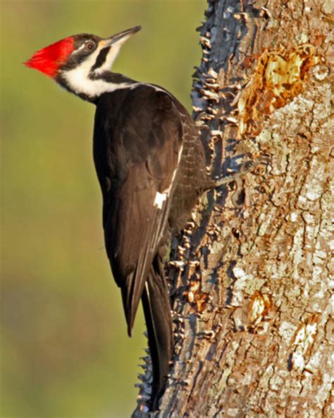 Pictures Of Birds Woodpeckers In Southeastern Louisiana Owlcation