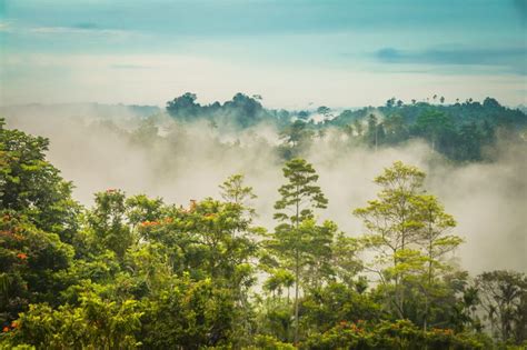 The Most Beautiful Jungle Landscapes In The World Easyvoyage