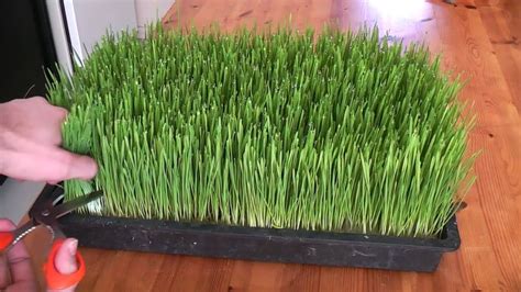 How To Grow Wheatgrass Youtube