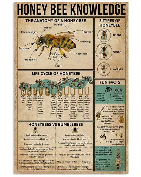 Honey Bee Knowledge Anatomy Poster Honey Bee Poster Bee Etsy Uk