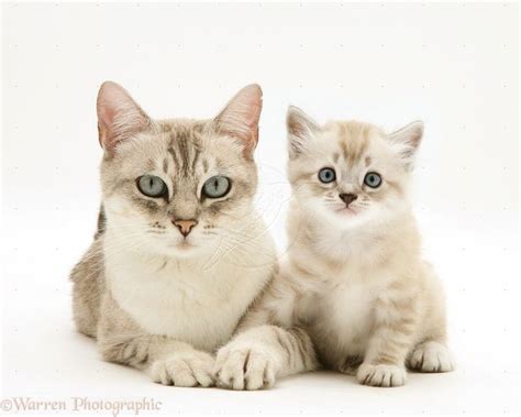 55 Best Images About Cats And Kittens On Pinterest Cats Mothers And