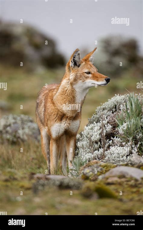 Ethiopian Wolf Canis Simensis Sanetti Plateau Bale Mountains