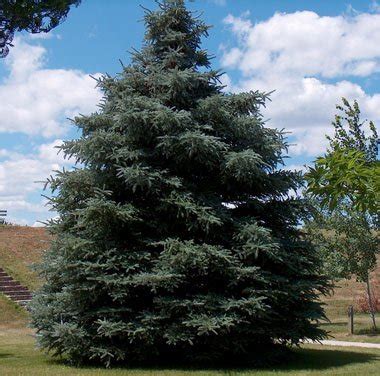 Check spelling or type a new query. South Dakota Trees For Sale | The Tree Center™