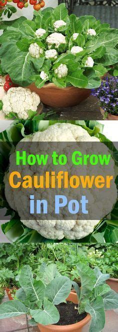 Growing Cauliflower In Containers Urban Gardeners Guide Veggie