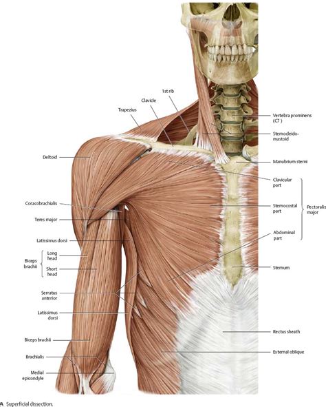 Shoulder Muscles Diagram Human Arm Muscles Diagram An
