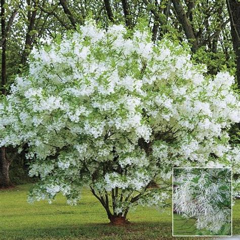 Below is a list of a dozen small trees that have flowers and foliage that support pollinators, fruits and seeds to nourish wildlife, leaves in a variety of planting a small tree is a pleasurable task. White Fringe Tree (With images) | Fringe tree, Flowering ...