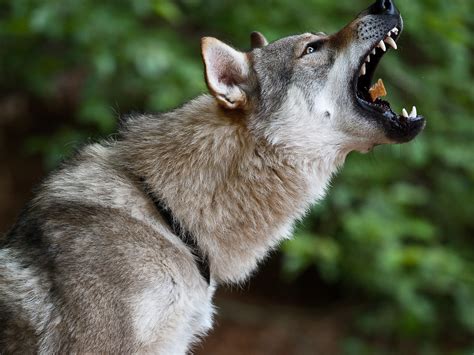 Czechoslovakian Wolf Dog Tschechoslowakischer Wolfhund A Photo On