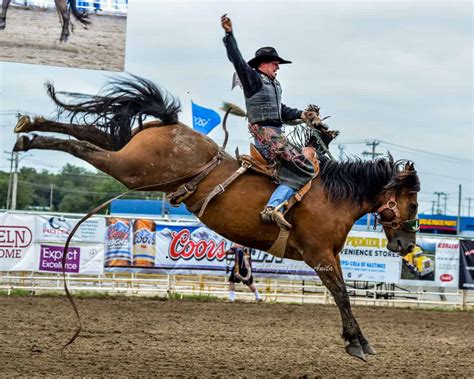 Discover The Thrilling Breeds Behind Bucking Horses Horse Care Advisor