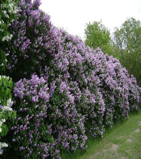 All of the plant suggestions came from english gardens' free seminar: 12 Garden Hedge Plants For Privacy | Garden hedges ...