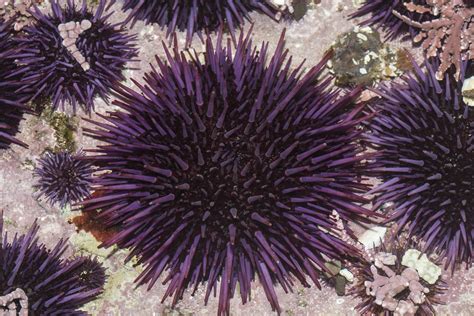 Strongylocentrotus Purpuratus Purple Sea Urchin Adult
