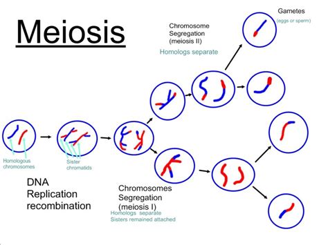 Illustration Showing The Nine Stages Of Meiosis Phase