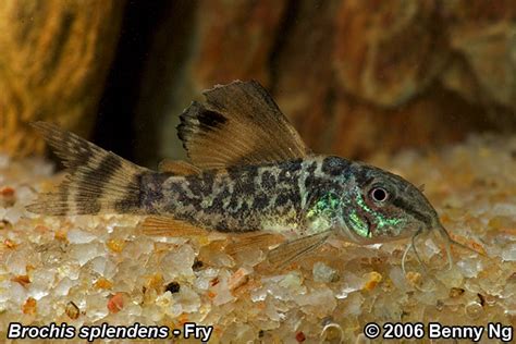 Corydoras Splendens Emerald ‘brochis Brochis Splendens Brochis