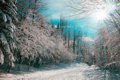 картинки пейзаж дерево природа лес дорожка пустыня филиал снег зима небо Восход