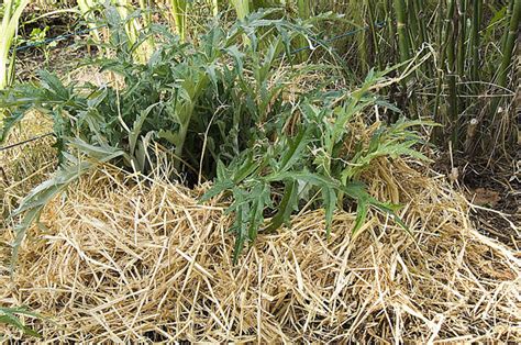 Comment Pailler Le Potager