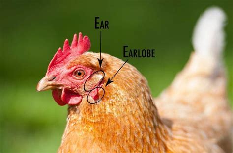 Do Chickens Have Ears Letters And Science