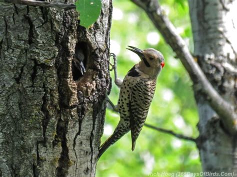 Feeding The Flicker Kids Video 365 Days Of Birds