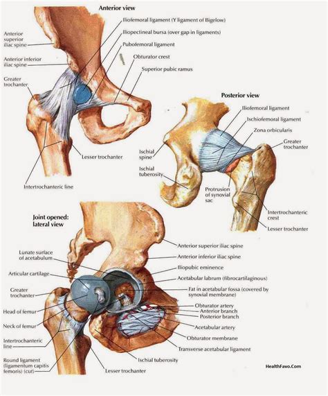 Hip Joints Anatomy