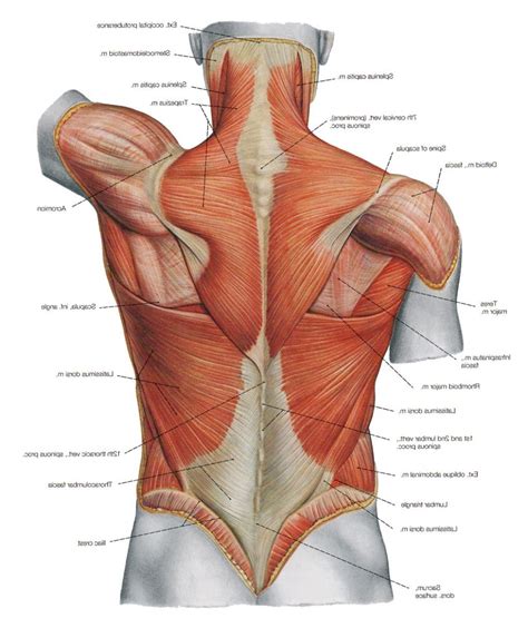The anatomical basis of clinical practice. Diagram Back Muscles - Human Anatomy Diagram | Anatomia ...