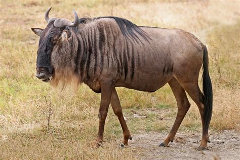Fileblue Wildebeest Ngorongoro Wikipedia The Free Encyclopedia