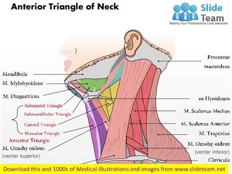 Anterior Triangle Of Neck Medical Images For Power Point