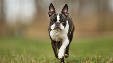 Please note this is an estimate based on typical growth patterns for boston terrier puppies. French Bulldog vs. Boston Terrier: Who's the Best ...