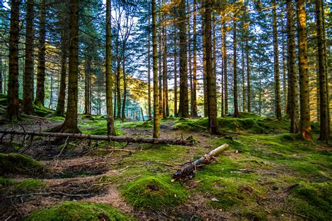 Free Photo Forest In Norway Drammen Forest Forested Free
