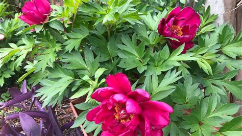 Peony And Itoh Peony Bloomsnorth Texassmall Garden Youtube