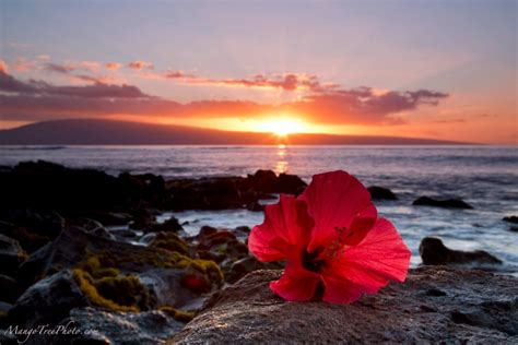 Red Hibiscus Sunset Hawaii Pictures