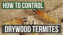 How to Control Drywood Termites - YouTube