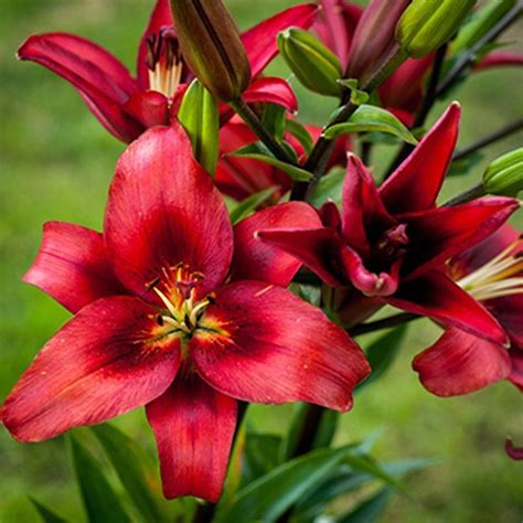 Red Power Asiatic Asiatic Lilies Red Lily Red Flowers