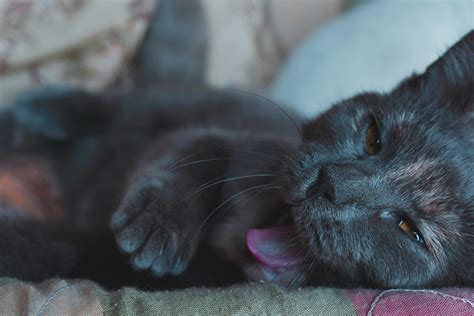 Close Up Photo Of Sleeping Black Cat Yawning · Free Stock Photo